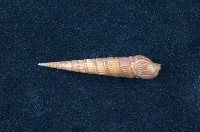 藏品(筍螺)的圖片